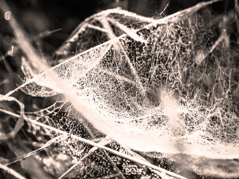 A community of blogrolls